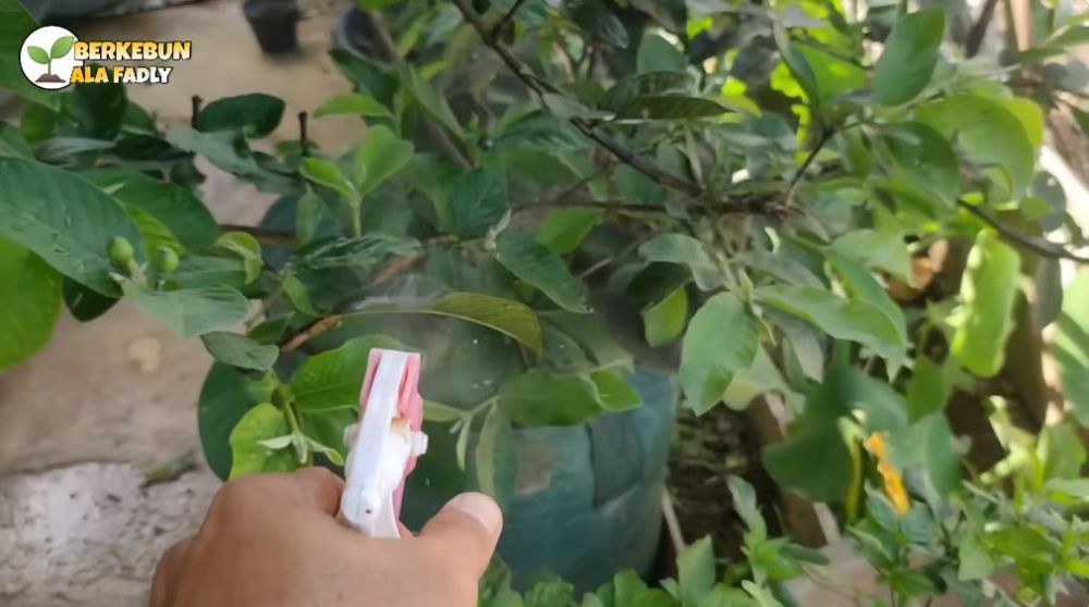 Tanpa sabun cuci piring, ini trik basmi hama kutu dan semut di pohon jambu kristal cuma pakai 1 bahan