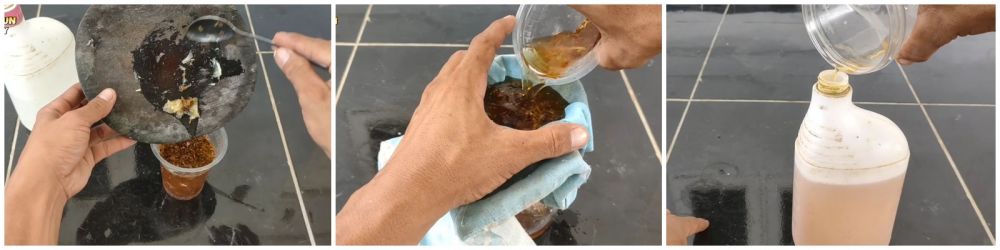 Tanpa sabun cuci piring, ini trik basmi hama kutu dan semut di pohon jambu kristal cuma pakai 1 bahan