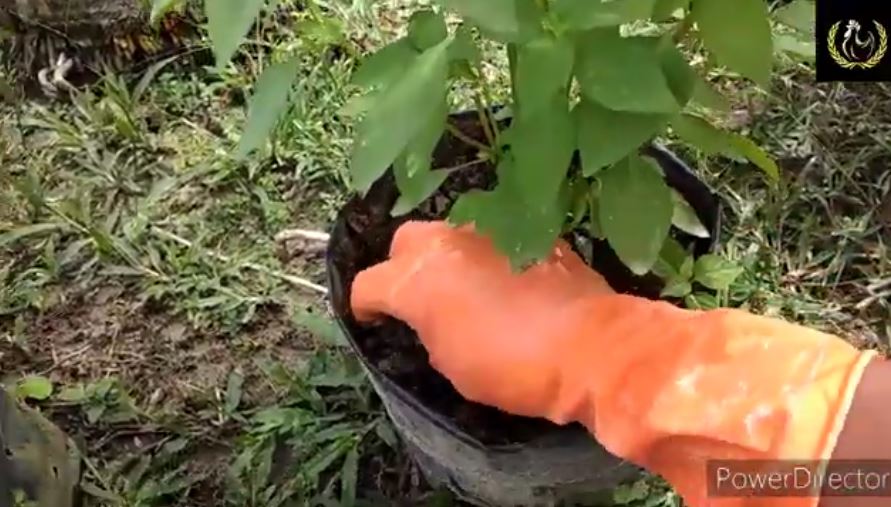 Modal Rp0, ini trik merawat tanaman daun kemangi agar daunnya rimbun dan bisa cepat dipanen