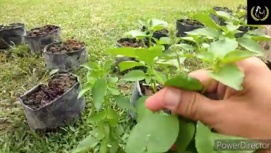 Modal Rp0, ini trik merawat tanaman daun kemangi agar daunnya rimbun dan bisa cepat dipanen