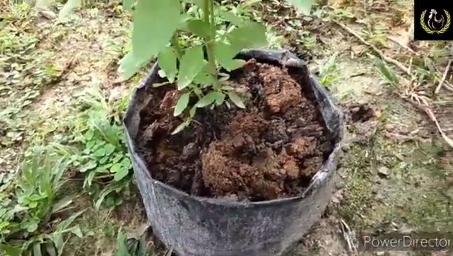 Modal Rp0, ini trik merawat tanaman daun kemangi agar daunnya rimbun dan bisa cepat dipanen