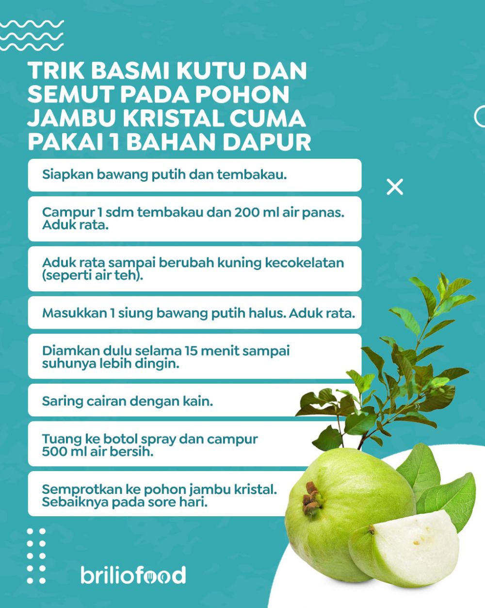 Tanpa sabun cuci piring, ini trik basmi hama kutu dan semut di pohon jambu kristal cuma pakai 1 bahan