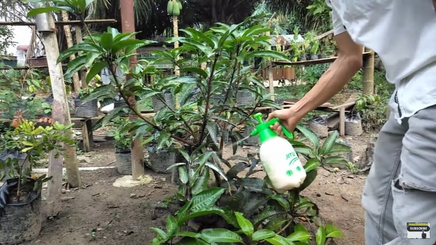 Tanpa garam, ini trik bikin cairan pembasmi hama pohon mangga dari 1 bahan bermodalkan Rp3.000