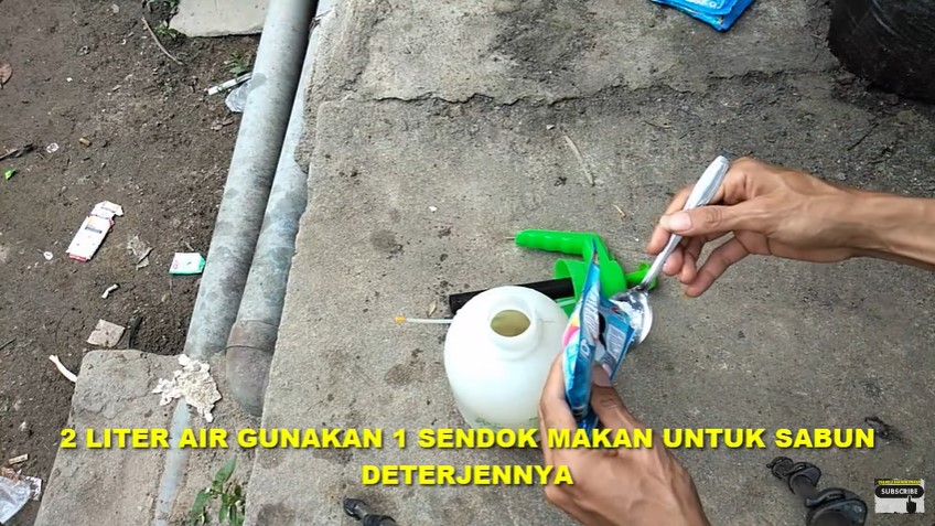 Tanpa garam, ini trik bikin cairan pembasmi hama pohon mangga dari 1 bahan bermodalkan Rp3.000