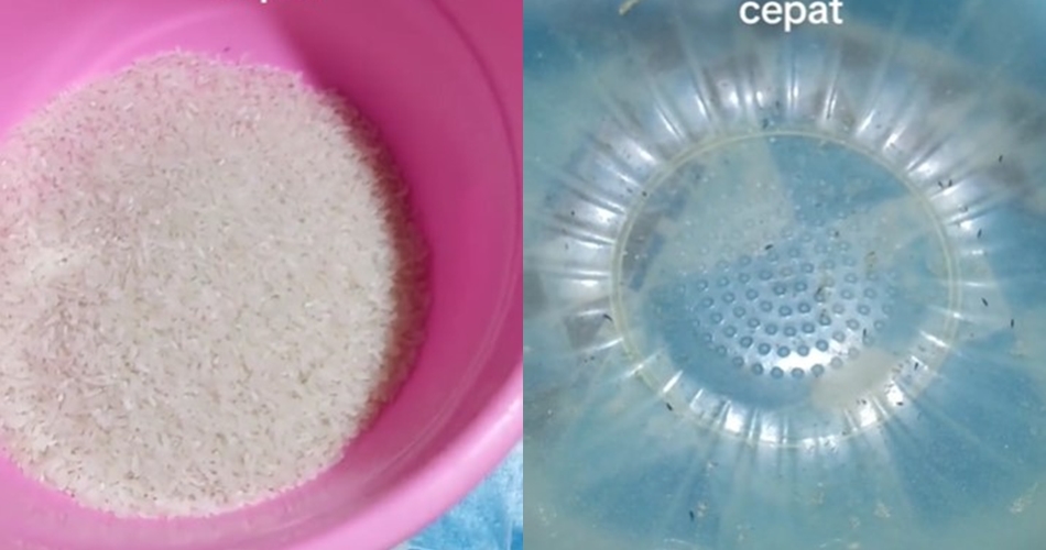 Tanpa daun salam atau kayu manis, ini trik mengusir kutu beras cuma mengandalkan 1 alat dapur