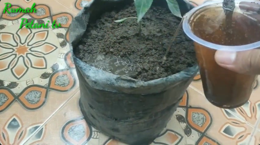 Tanpa micin atau garam, ini trik merawat tanaman cabai agar berbuah lebat cuma pakai 1 bahan minuman