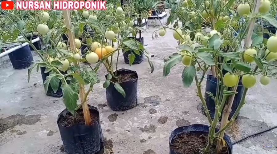 Tanpa bumbu dapur, begini trik merawat tanaman tomat agar tumbuh subur dan berbuah lebat