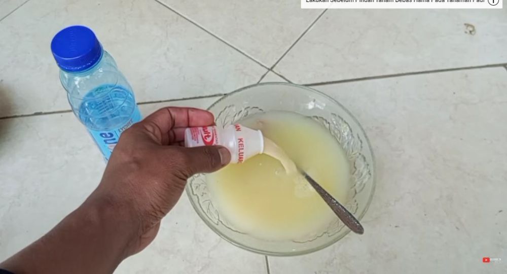 Tanpa air cucian beras, ini trik melebatkan buah pada pohon jeruk cukup pakai 2 jenis minuman