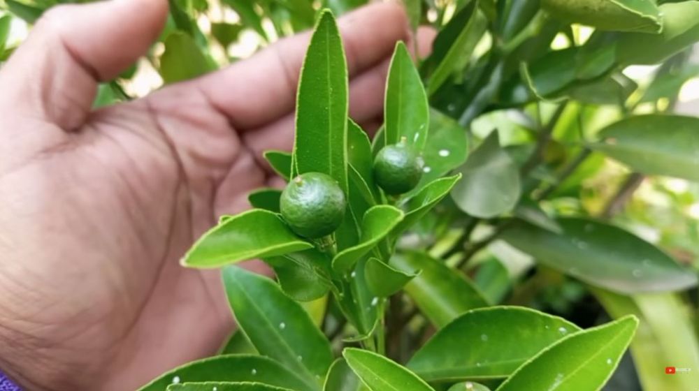 Tanpa air cucian beras, ini trik melebatkan buah pada pohon jeruk cukup pakai 2 jenis minuman