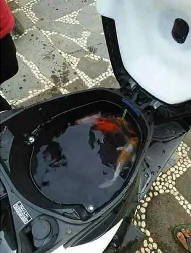 akuarium nyeleneh berbagai sumber