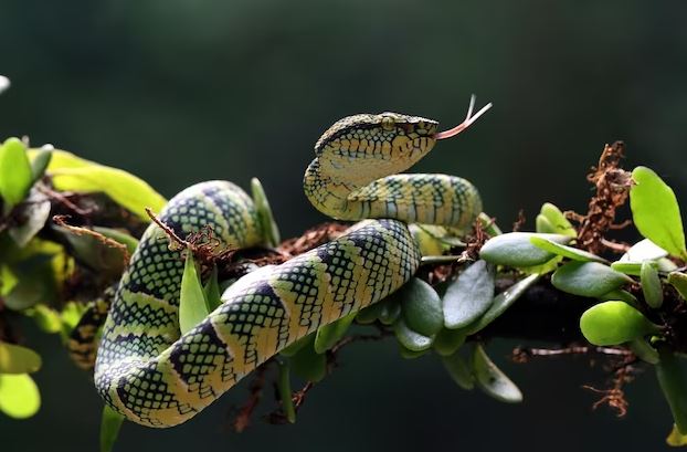 Arti mimpi melihat ular banyak tapi tidak menggigit freepik.com