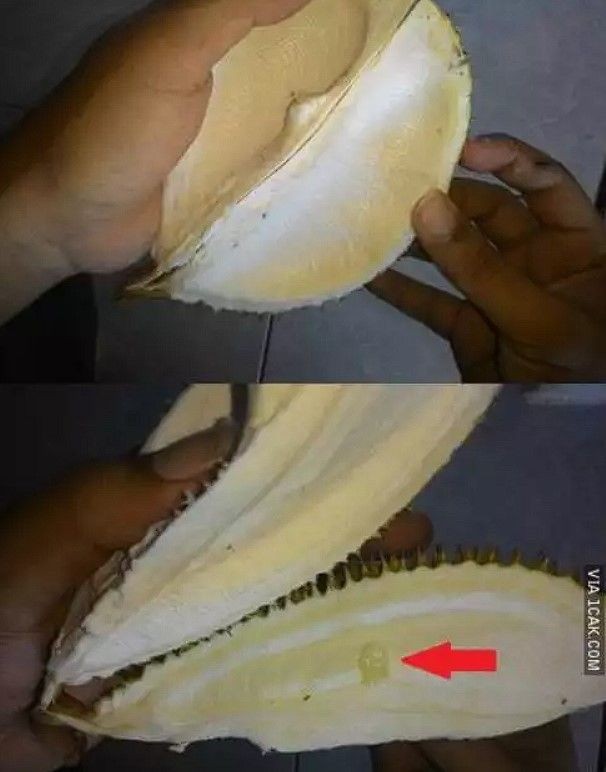makan durian kocak © berbagai sumber