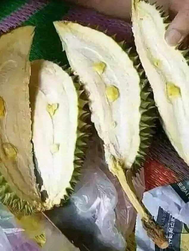 makan durian kocak © berbagai sumber