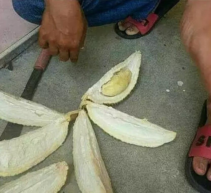 makan durian kocak © berbagai sumber
