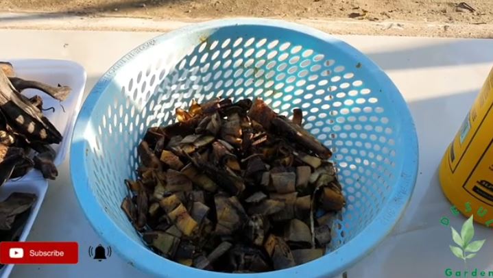 Bukan bumbu dapur, ini cara merawat tanaman anggur agar berbuah lebat cuma pakai 1 jenis sampah dapur