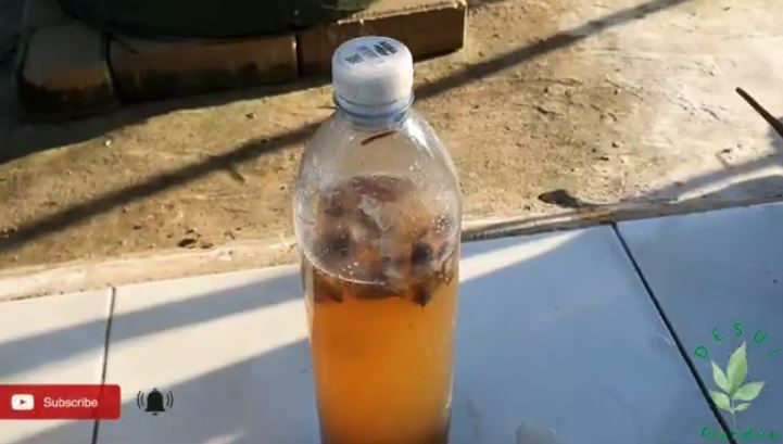 Bukan bumbu dapur, ini cara merawat tanaman anggur agar berbuah lebat cuma pakai 1 jenis sampah dapur