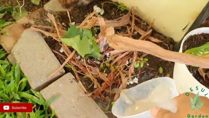 Bukan bumbu dapur, ini cara merawat tanaman anggur agar berbuah lebat cuma pakai 1 jenis sampah dapur