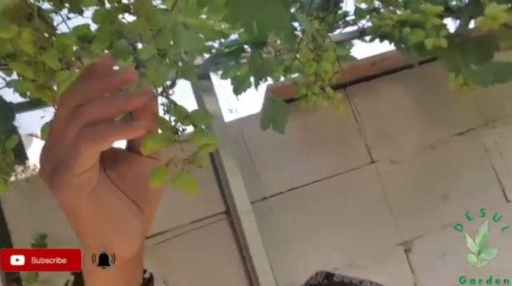 Bukan bumbu dapur, ini cara merawat tanaman anggur agar berbuah lebat cuma pakai 1 jenis sampah dapur