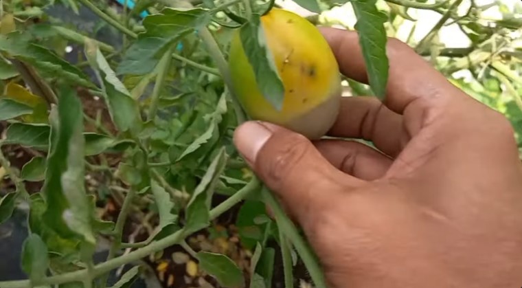 Tanpa disemprot cairan khusus, ini trik basmi hama lalat pada tanaman tomat pakai 1 bahan sederhana