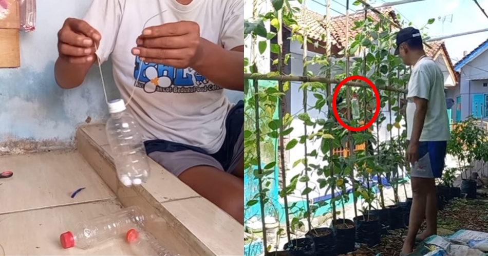 Tanpa disemprot cairan khusus, ini trik basmi hama lalat pada tanaman tomat pakai 1 bahan sederhana