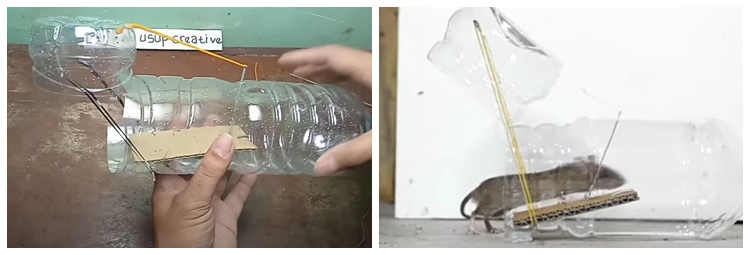 Bermodal 1 sampah dan bahan dapur, begini cara bikin perangkap tikus yang ampuh tanpa racun