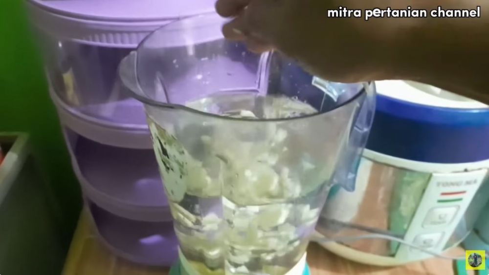 Tak perlu bikin perangkap, ini trik mencegah lalat buah datang di tanaman cabai pakai 1 bahan dapur