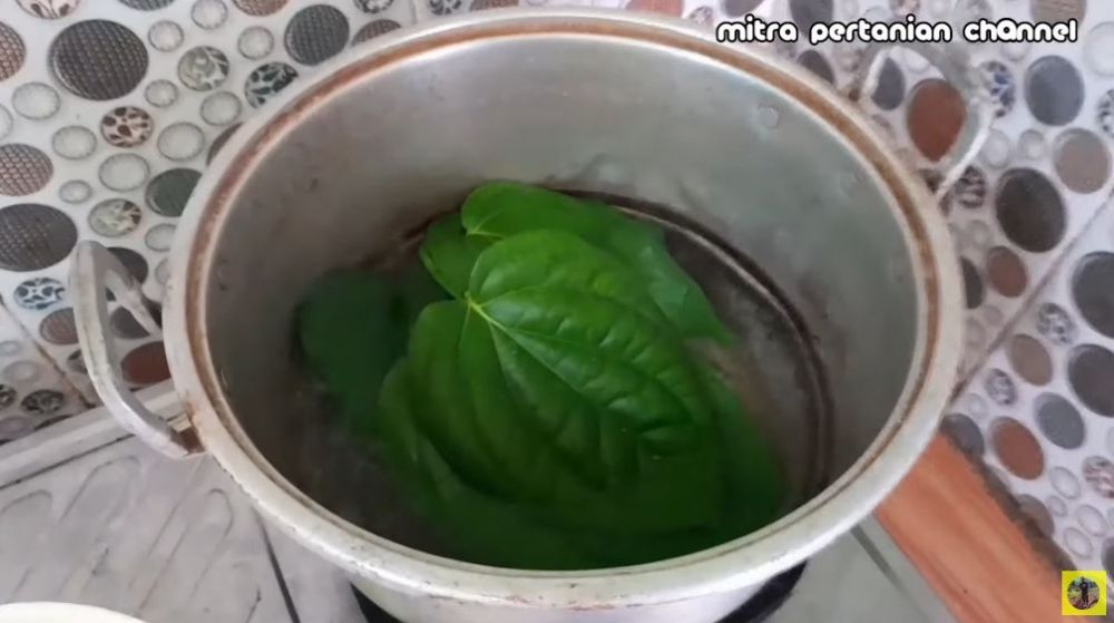 Tak perlu bikin perangkap, ini trik mencegah lalat buah datang di tanaman cabai pakai 1 bahan dapur