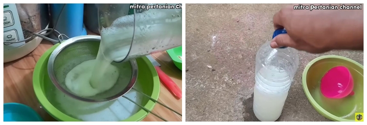 Tak perlu bikin perangkap, ini trik mencegah lalat buah datang di tanaman cabai pakai 1 bahan dapur