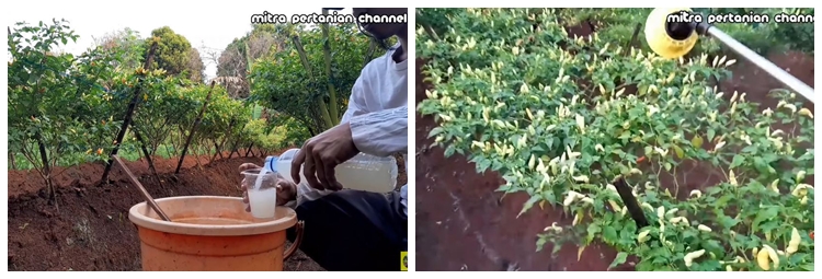 Tak perlu bikin perangkap, ini trik mencegah lalat buah datang di tanaman cabai pakai 1 bahan dapur