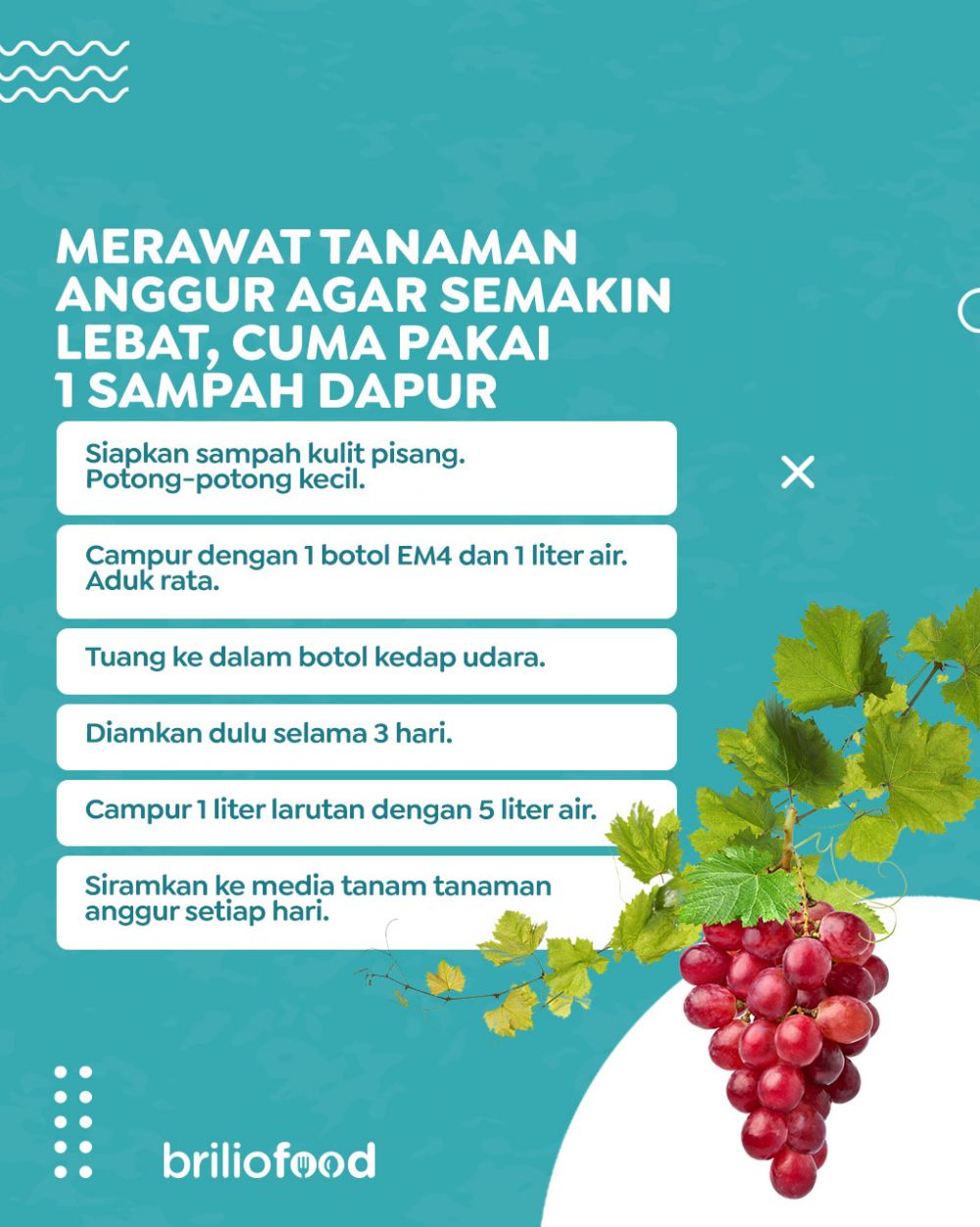 Bukan bumbu dapur, ini cara merawat tanaman anggur agar berbuah lebat cuma pakai 1 jenis sampah dapur