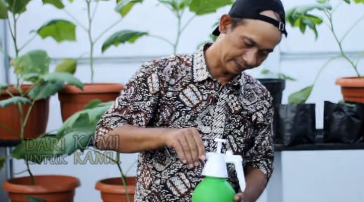 Tanpa sabun cuci piring, ini trik mengusir kutu daun di tanaman terong cuma pakai 1 bumbu dapur