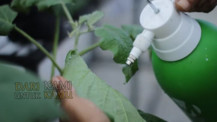 Tanpa sabun cuci piring, ini trik mengusir kutu daun di tanaman terong cuma pakai 1 bumbu dapur