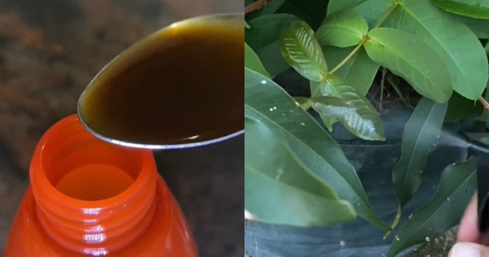 Tanpa micin atau bawang, ini trik membasmi hama pada tanaman jambu cukup pakai 1 bahan sederhana