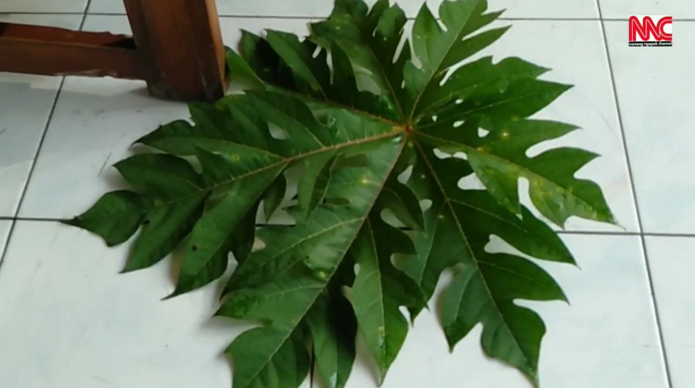 Tak perlu bikin perangkap, ini cara mudah mengusir lalat secara alami pakai 1 bahan masakan