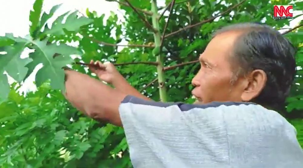 Tak perlu bikin perangkap, ini cara mudah mengusir lalat secara alami pakai 1 bahan masakan