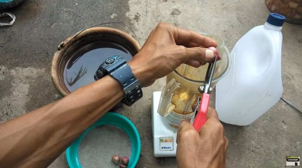 Pakai 1 bahan dapur, ini trik merawat tanaman kunyit agar menghasilkan banyak rimpang saat panen