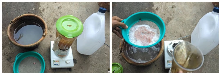 Pakai 1 bahan dapur, ini trik merawat tanaman kunyit agar menghasilkan banyak rimpang saat panen