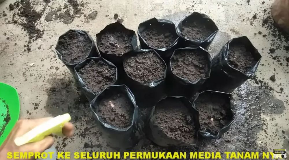 Pakai 1 bahan dapur, ini trik merawat tanaman kunyit agar menghasilkan banyak rimpang saat panen
