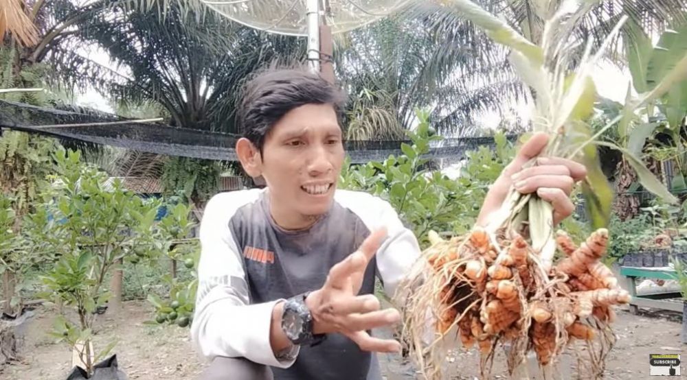 Pakai 1 bahan dapur, ini trik merawat tanaman kunyit agar menghasilkan banyak rimpang saat panen
