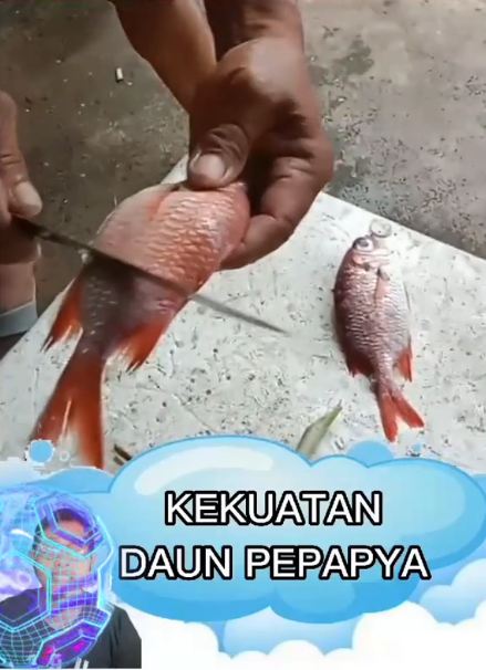 Tak perlu pisau atau sendok, ini cara cepat bersihkan sisik ikan pakai 1 jenis tanaman