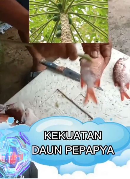 Tak perlu pisau atau sendok, ini cara cepat bersihkan sisik ikan pakai 1 jenis tanaman