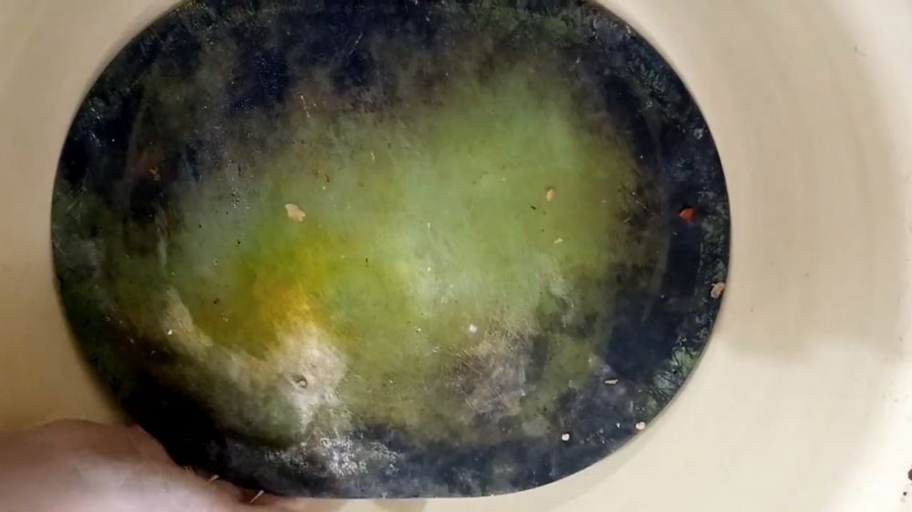 Bukan baking soda, ini cara mencuci talenan plastik berjamur agar bersih lagi pakai 1 bahan dapur