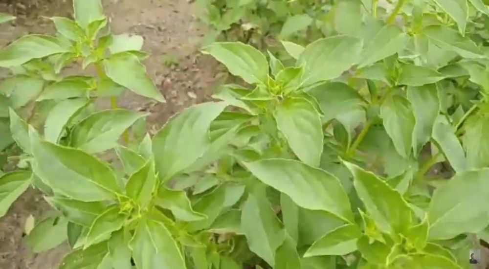 Tanpa bawang putih, ini trik merawat tanaman kemangi agar daunnya tak menguning dan berbintik hitam