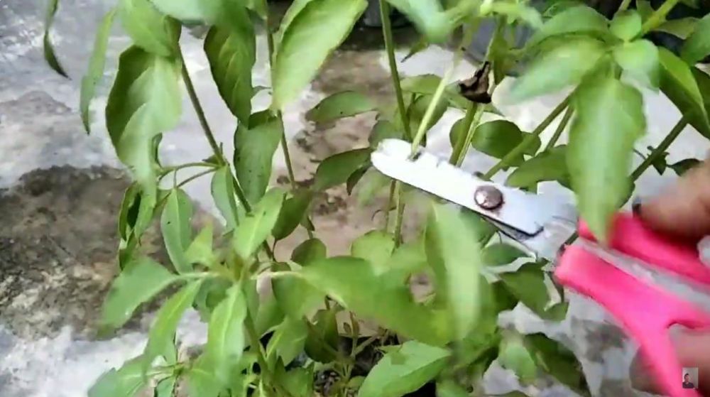 Tanpa bawang putih, ini trik merawat tanaman kemangi agar daunnya tak menguning dan berbintik hitam