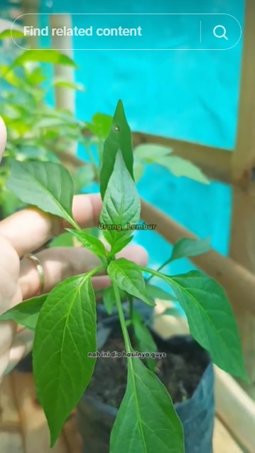 Modal Rp0, ini trik mengatasi tanaman cabai yang kerdil agar tumbuh besar dan subur