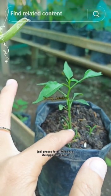 Modal Rp0, ini trik mengatasi tanaman cabai yang kerdil agar tumbuh besar dan subur