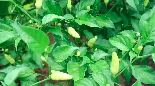 Bukan micin, ini trik merawat tanaman cabai agar semakin subur dan berbuah lebat pakai 2 bahan dapur