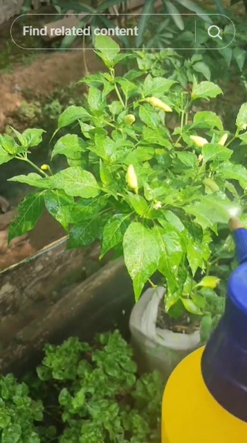 Tanpa larutan garam atau bawang, ini cara membasmi hama jamur pada tanaman cabai pakai 1 bahan dapur