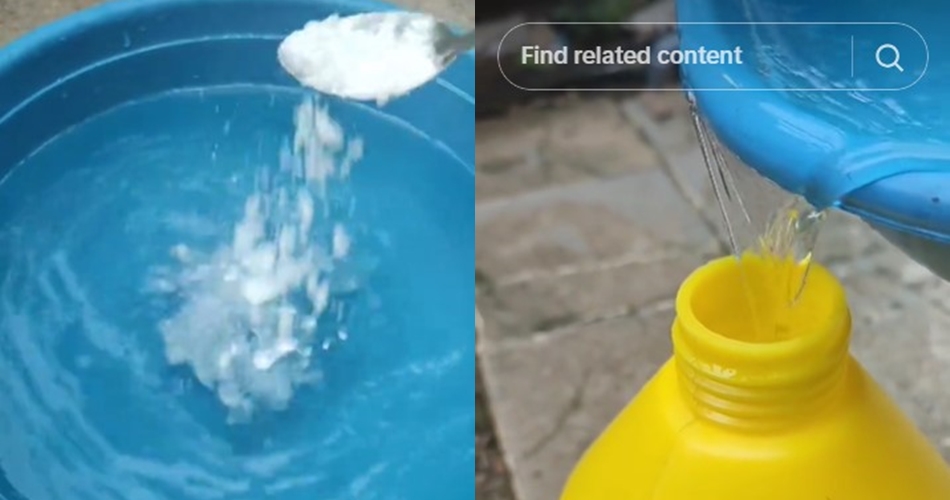 Tanpa larutan garam atau bawang, ini cara membasmi hama jamur pada tanaman cabai pakai 1 bahan dapur