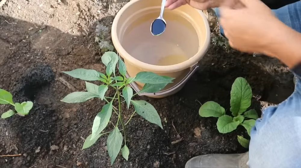 Tanpa bumbu dapur, ini trik melebatkan buah pada tanaman terong hanya dengan 1 bahan pemanis